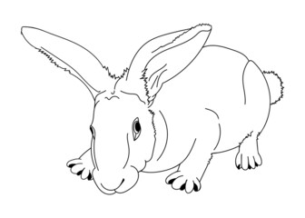 Rabbit sketch. Home farm animals. Cute bunny. Hand drawn line art vector illustration.