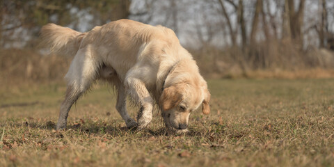 labradog retriever dog is digging a hole in a meadow.