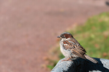A grey little sparrow is sitting on a grey stone against a background of green grass. Summer day. Side view.