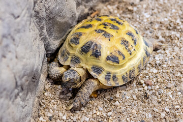 Turtle in the Kazan Aquarium. Tourist places of Kazan.