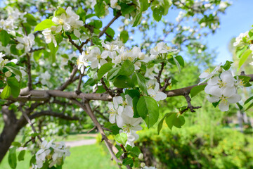White Apple Flowers. Beautiful flowering apple trees. Background with blooming flowers in spring day. Blooming apple tree Malus domestica close-up. Apple Blossom.
