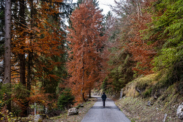 Obraz premium Trentino, Boschi in Val Canali