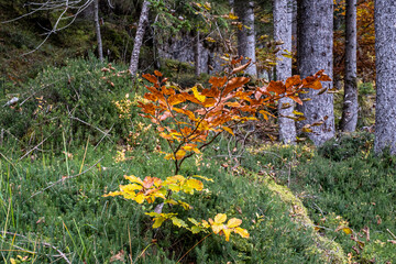 Fototapeta premium Trentino, Boschi in Val Canali