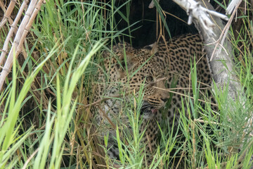Female leopard hidden or camouflaged between long green grass. Location: Kruger National Park, South Africa