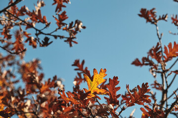 Pyrenean oak autumnal foliage