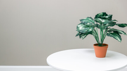 Green flower in a pot teracot on the table against the background of a gray wall. Creative interior background. Modern interior.