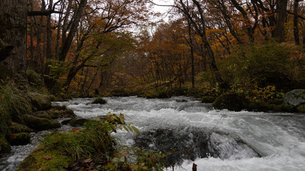 stream in the forest