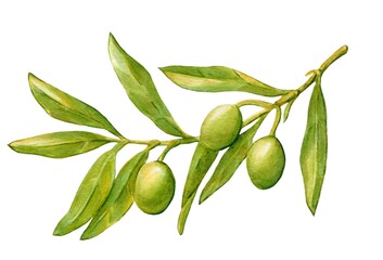 Olive branch with green olives isolated on a white background . Watercolor painting.