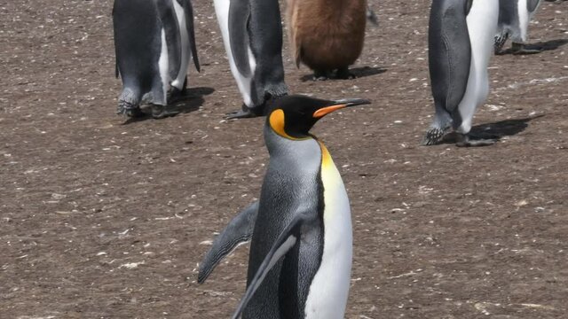 An adult King Penguin walks around a colony at Volunteer Point at the Falkland Islands. Camera is following the animal.
