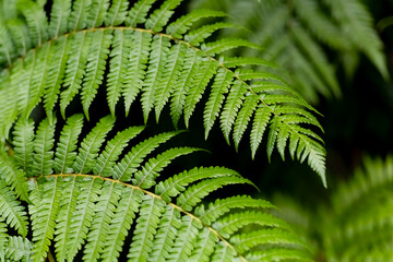 Bent fronds of a tropic giant fern plant in a garden on Madeira island Portgugal. Green fronds with many small leaves forming a dynamic ornamental natural background pattern structure.