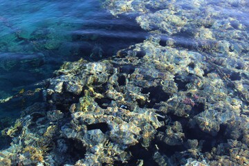 Top down view of coral reef under the crystal clear water surface of the Red sea