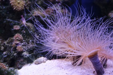 Naklejka na ściany i meble Purple sea anemones glowing in the aquarium