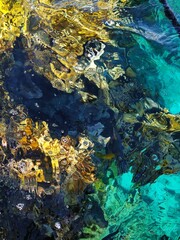 Top down view of coral reef in the crystal clear water of the Red sea. Egypt, Sharm El-Sheikh.