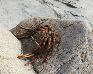 crab on rock