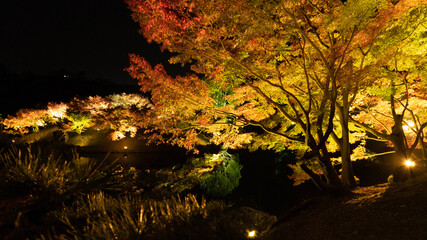 tree in the forest