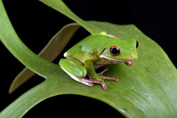 white-lipped tree frog on a leaf