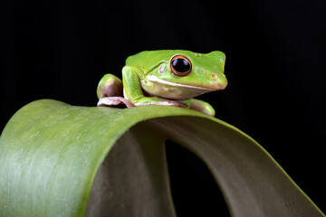 white-lipped tree frog on a leaf
