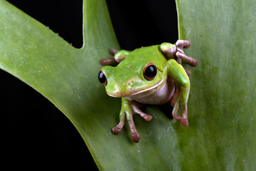 white-lipped tree frog on a leaf