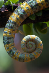 close up photo of a chameleon tail © DS light photography