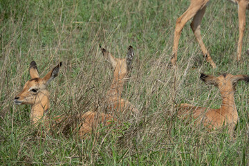 Impala antelope calves - Aepyceros melampus - lying in long green grass while the adult impala are...