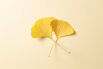 黄色いイチョウの葉　黄色背景