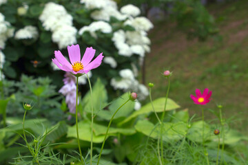 Garden Flower Pink Cosmos Decorative Flower Cosmos (Cosmos bipinnatus)