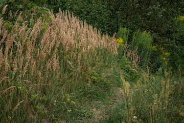green meadow with yellow grass near forest in summer