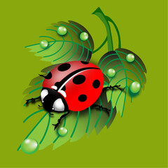Fototapeta premium ladybug on a twig with raindrops