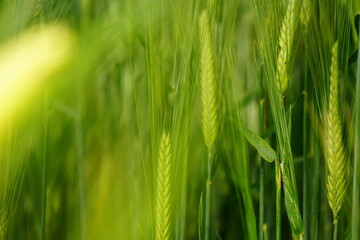 Wheat fields in a spring day