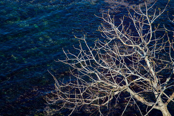 dry tree branches above sea