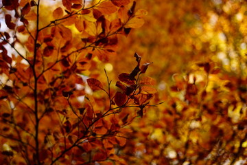 Red leaves on the tree in the beechwood in a fall day