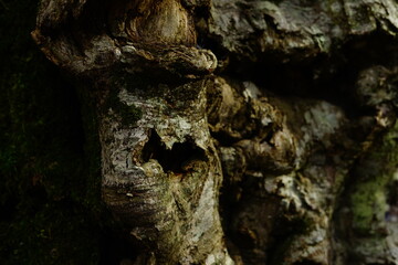 Beech tree bark detail