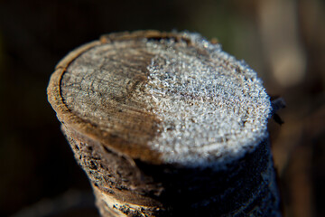 Frosty wooden structure -  organic garden structures.