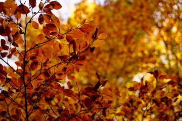 Orange fall leaves in the beechwood