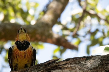 Courful plumage, especially yellow and red belly of a crested barbet - Trachyphonus vaillantii - sitting on a tree branch.  Location: Kruger National Park, South Africa