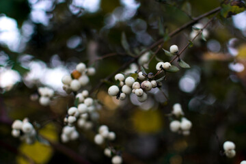 Wild snowberry bush closeup