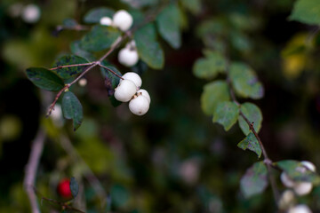 Wild snowberry bush closeup