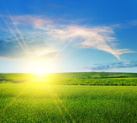 Green wheat field and bright sun over the horizon.