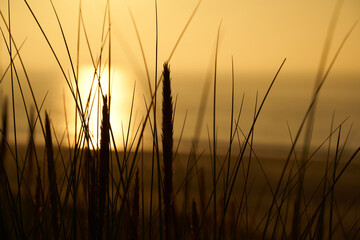 Sunset on the beach. Simple blades of grass silhouette in foreground. Sun shines orange over the sea.