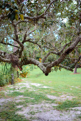 tree in the park