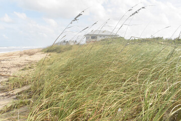 Obraz premium grass on the seas shore