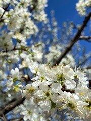 
spring blooming garden