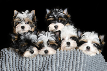 funny portrait of biewer yorkshire terrier puppies on black background - obrazy, fototapety, plakaty