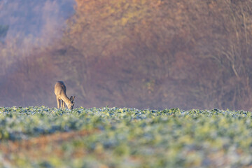 Deer eating green winter rapeseed in a rape field in a late autumn morning with forest in background