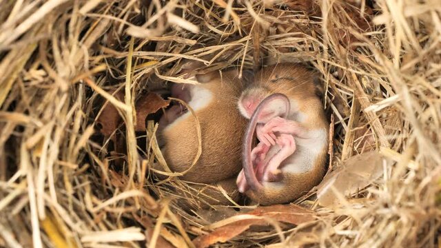 Cute baby mice sleeping in nest (Mus musculus)