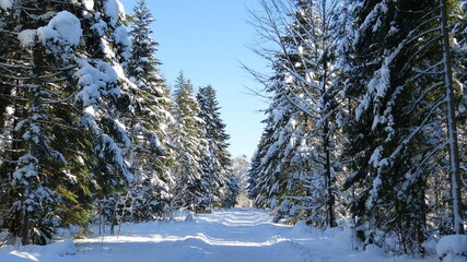 Schneebedeckte Tannen im Schwarzwald