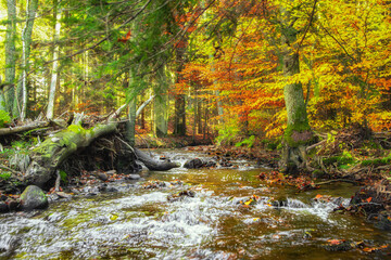 Beautiful autumn river line with stones in the forest in the Czech Republic
