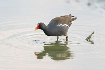 The common moorhen (Gallinula chloropus)