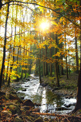 Beautiful autumn nature with flowing river and shining sun among the leaves in the Czech Republic