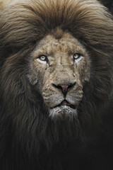 White lion (Panthera leo krugeri) portrait, looking straight at the camera